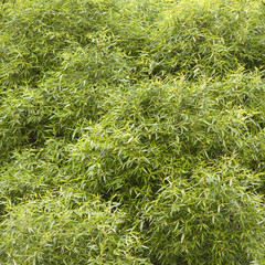 Furry big green willow bush
