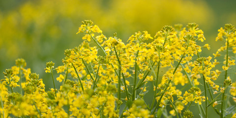 Wild yellow fluffy flower in a field or on a meadow