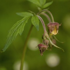Unusual wild burgundy flower in the forest