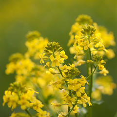 Wild yellow fluffy flower in a field or on a meadow