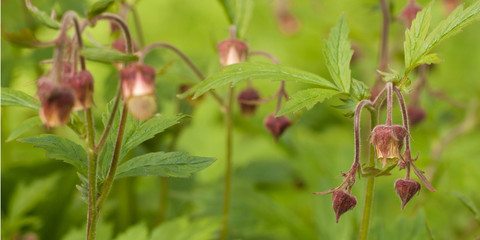Unusual wild burgundy flower in the forest