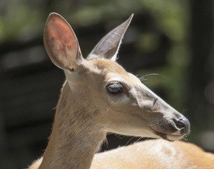 Whitetail Doe Portrait