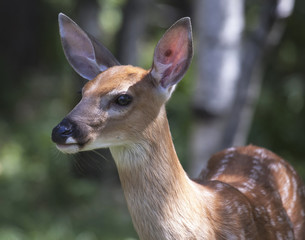 Whitetail Fawn Close-UP