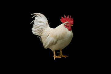 The white rooster standing isolated on black background.