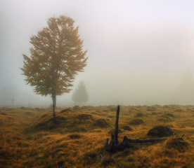 Fototapeta premium Tree. Autumn morning. Misty dawn in the Carpathians