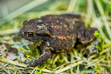Common Toad in long green grass/Toad/Common Toad (Bufo Bufo)