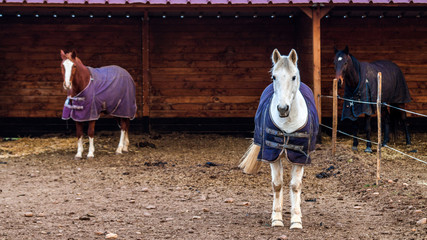 chevaux avec manteaux et abris