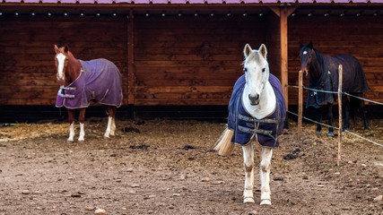 Obraz premium chevaux avec manteaux et abris