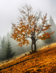 Tree. Autumn morning. Misty dawn in the Carpathians