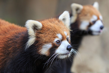 レッサーパンダ