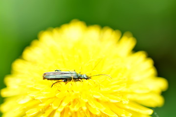 Insect on a dandelion