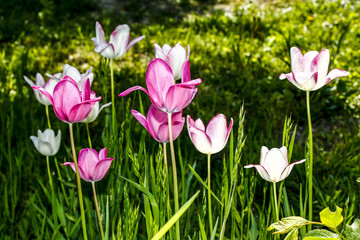 Tulip - Flower garden