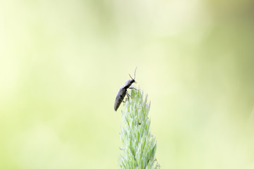 Lined click beetle (Agriotes lineatus) stands on top of single grass