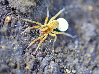 Spider with egg