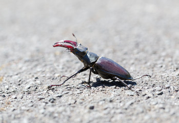 Stag beetle (Lucanus cervus) macro side portrait