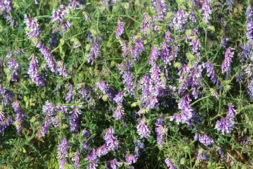 Obraz premium Wild Flower