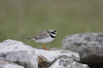 Common Ringed Plover