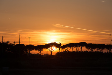 Alberi al tramonto