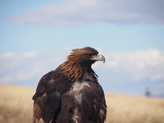 Mpngolian Eagle Close-Up
