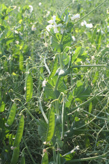 Pianta di pisello nel campo