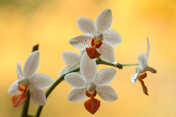 phalaenopsis minimark