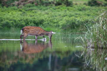 Fototapeta premium Sika deer drinking water from a reflected still water lake