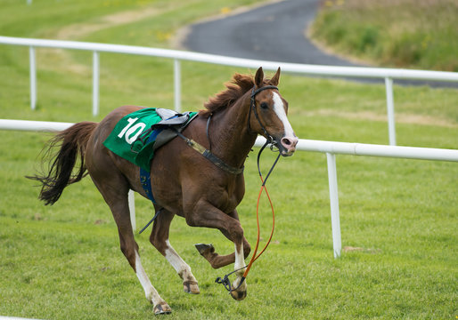 Loose Runaway Horse Without A Jockey Running On The Race Track