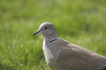 Collared dove