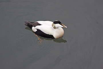 Eider