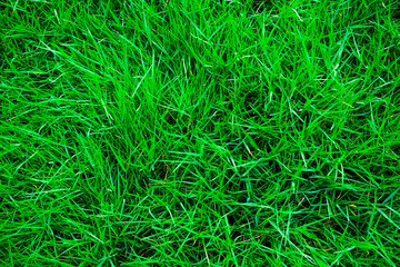 Green grass nature background