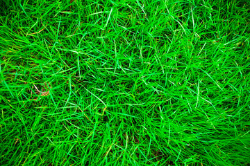 Green grass nature background