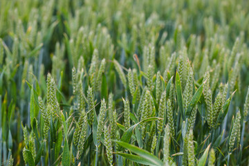 Green wheat plants