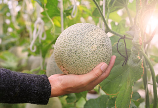 Woman hand holding melon in greenhouse melon farm.