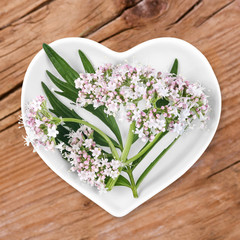 Baldrian, Homöopathie mit Heilkräutern