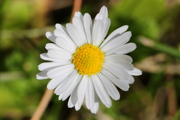 Obraz premium Gewöhnliches Gänseblümchen (Bellis perennis), Blüte als Makroaufnahme