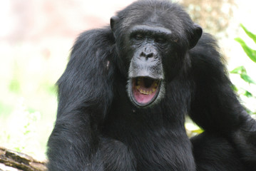 Fototapeta premium Chimp with his Mouth Open Making Noises