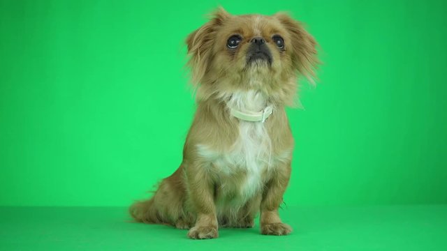 Funny pekinese on a green background