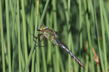 libellule