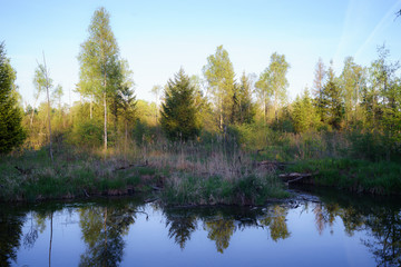 Fototapeta na wymiar D, Bayern, Schwaben, Augsburg, Siebentischwald, Biotope und Wiesen, glatte Wasserfläche mit Spiegelungen von Bäumen unter blauem Himmel