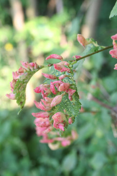 Afidi dell'olmo. Afide galligeno maggiore dell'olmo. Malattia dell'albero chiamata Eriosoma lanuginosum