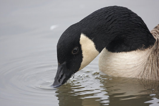 Canada goose