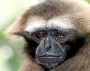 ANIMAL 1