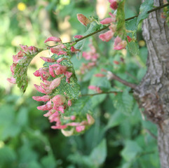 Afidi dell'olmo. Afide galligeno maggiore dell'olmo. Malattia dell'albero chiamata Eriosoma lanuginosum