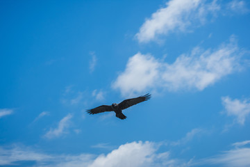 crow