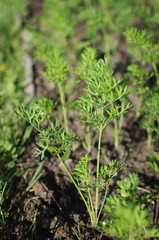 Plantation of young shoots of the carrots in a garden outdoors