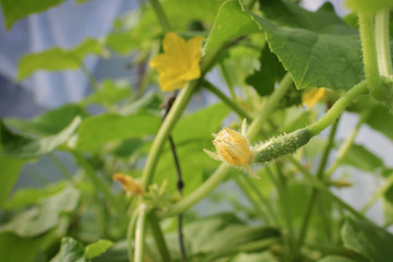 Flowering cucumbers in the greenhouse