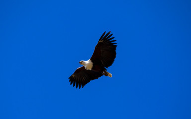 Wings spread and on the hunt