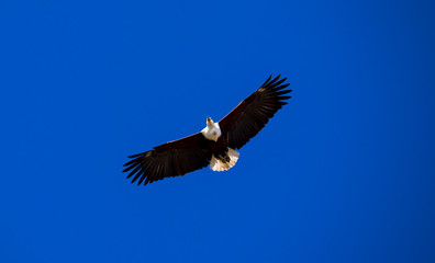Soaring Fish Eagle