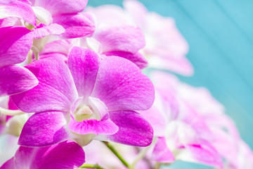 Fototapeta na wymiar Abstract blurred of purple orchids, Dendrobium.