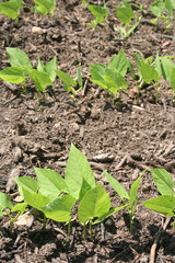 Giovani piante di Fagiolini nell'orto